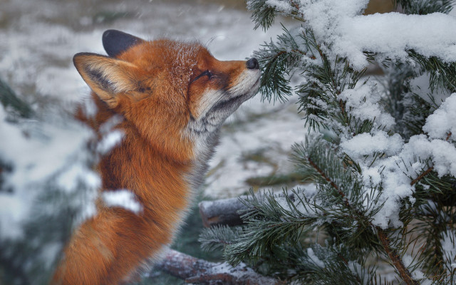 Fox snowy forest branch burry free wallpaper for desktop - medium preview image