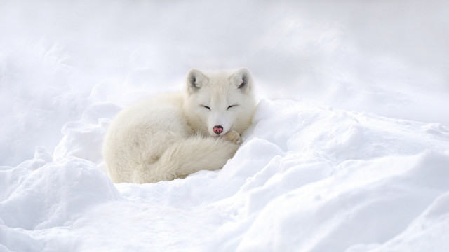 Polar bear snow sleeping outdoors free wallpaper for desktop - medium preview image
