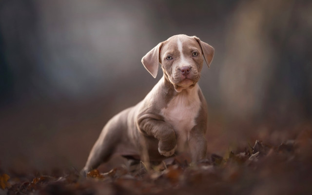 Puppy leaves sad look tiltshift free wallpaper for desktop - medium preview image