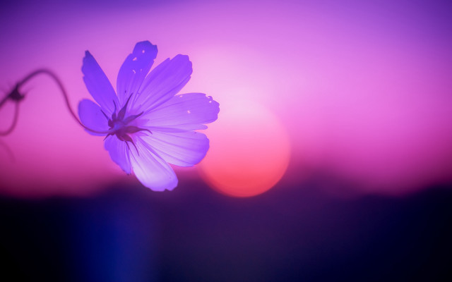 Purple flower macro butterfly sunset free wallpaper for desktop - medium preview image