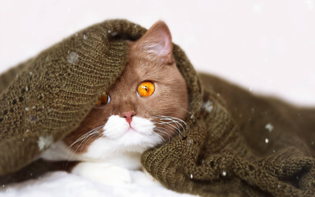 Cat hiding under blanket snow free wallpaper for desktop - medium preview image