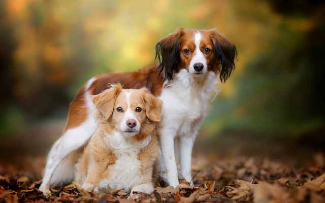 Dog leaves woods autumn photorealistic free wallpaper for desktop - medium preview image