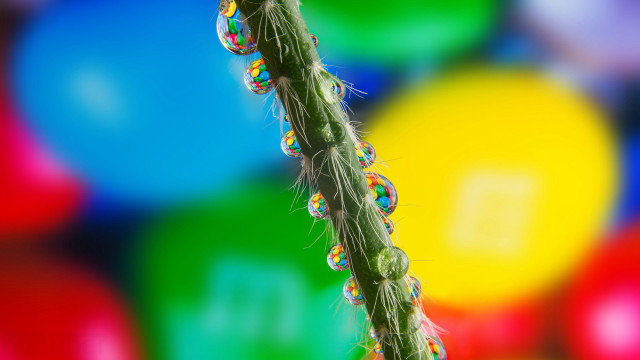 Green bubble stem multicolored background free wallpaper for desktop - medium preview image