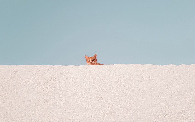 Cat peeking wall blue sky free wallpaper for desktop - medium preview image