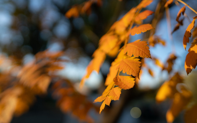 Tree yellow leaves blurry background free wallpaper for desktop - medium preview image
