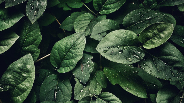 Green leaf water droplets photorealistic #2 free wallpaper for desktop - medium preview image