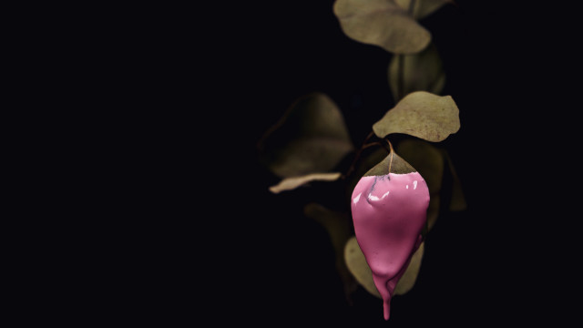 Pink flower black background photorealism free wallpaper for desktop - medium preview image
