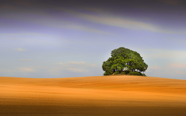 Lone tree golden field blue free wallpaper for desktop - medium preview image