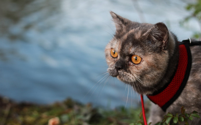 Cat red collar lake ascii free wallpaper for desktop - medium preview image