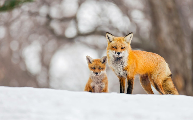 Foxes snow woods ecological jigsaw free wallpaper for desktop - medium preview image