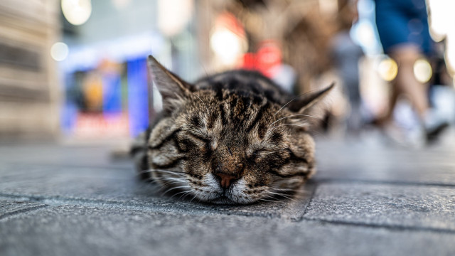 Cat sleeping city street bokeh free wallpaper for desktop - medium preview image
