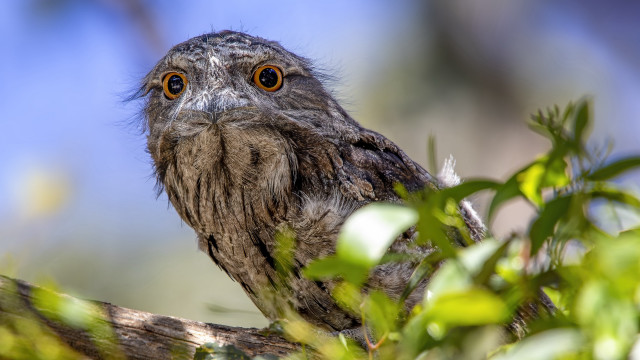 Bird orange eye branch leaves free wallpaper for desktop - medium preview image