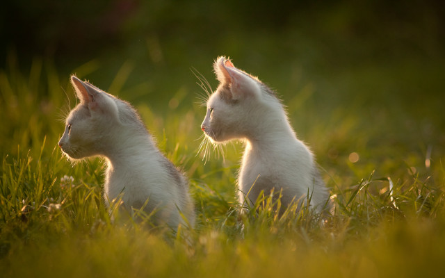 White kittens in grass florianne free wallpaper for desktop - medium preview image