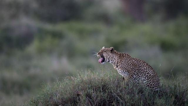 Leopard open mouth hill grass free wallpaper for desktop - medium preview image
