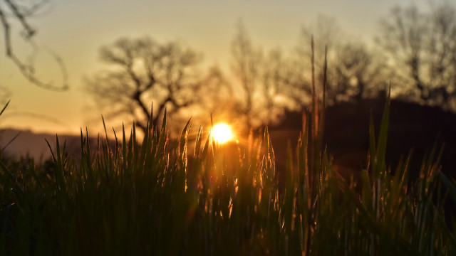 Sunset trees grass sky lake free wallpaper for desktop - medium preview image