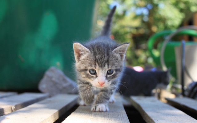 Kitten wooden table outdoors bokeh free wallpaper for desktop - medium preview image