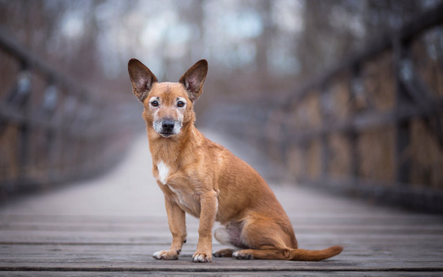 Sad shiba inu bridge outdoors free wallpaper for desktop - medium preview image