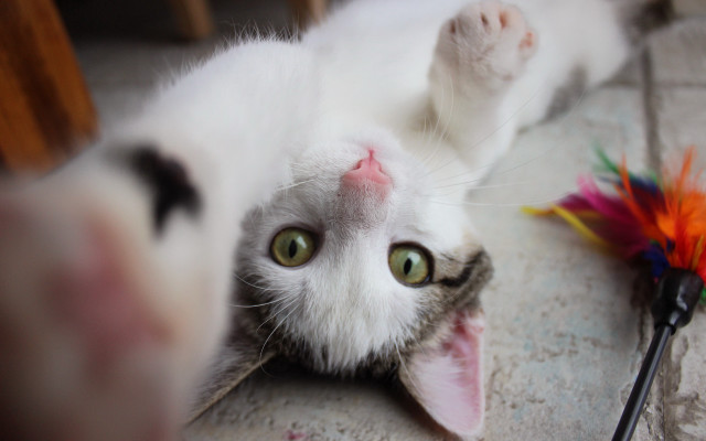 Black cat toy feather selfie free wallpaper for desktop - medium preview image