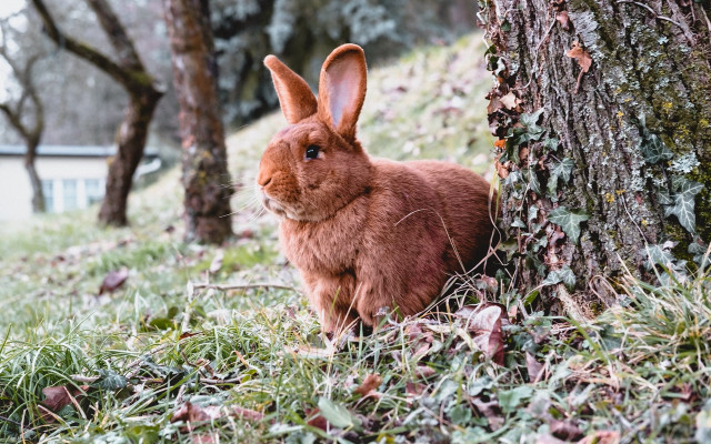 Brown rabbit forest tree cherry free wallpaper for desktop - medium preview image