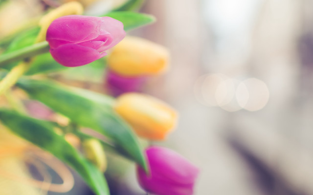 Pink yellow tulips vase table free wallpaper for desktop - medium preview image