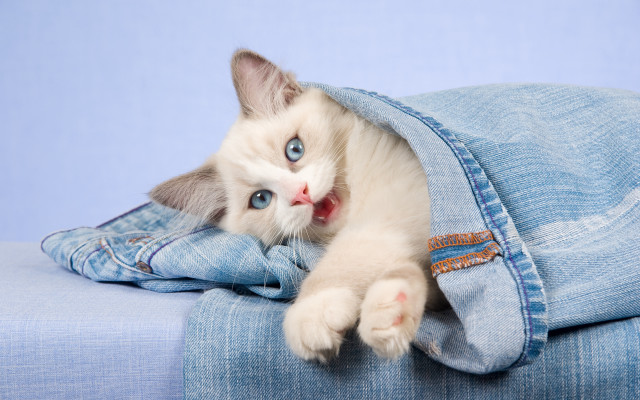 White cat peeking blue blanket free wallpaper for desktop - medium preview image