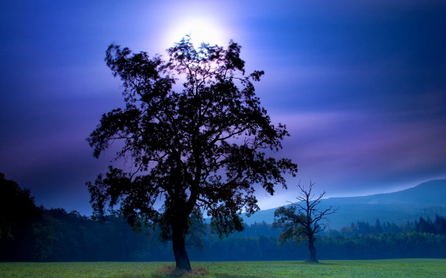 Lone tree field sun purple free wallpaper for desktop - medium preview image