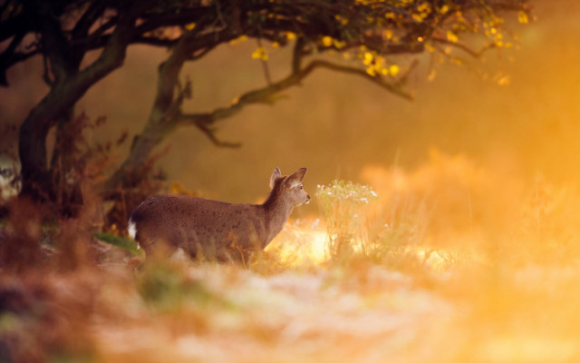 Deer grass tree yellowflowers sunset free wallpaper for desktop - medium preview image