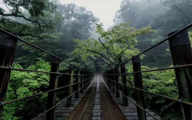 Bridge forest rope bridge nature free wallpaper for desktop - medium preview image