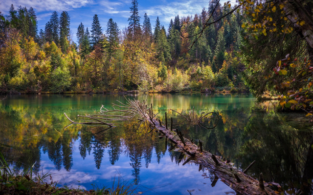 Lake trees fallen branch blue free wallpaper for desktop - medium preview image