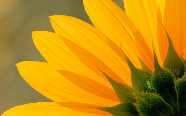 Yellow sunflower macro summer vibrancy free wallpaper for desktop - medium preview image