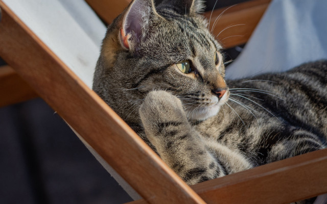Cat chair serious glamor pose free wallpaper for desktop - medium preview image