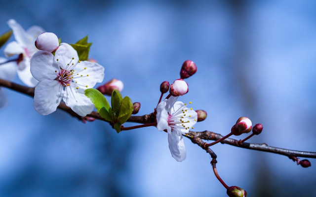 Branch white flowers green leaves #4 free wallpaper for desktop - medium preview image