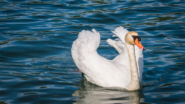 Swan water waves beach bird free wallpaper for desktop - medium preview image