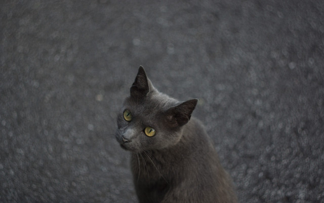 Gray cat yellow eyes rock #2 free wallpaper for desktop - medium preview image