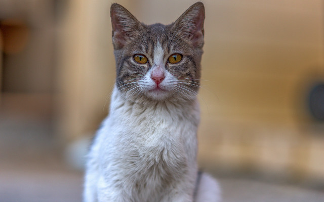 Cat yellow eyes white brown free wallpaper for desktop - medium preview image