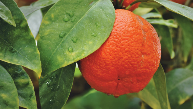 Orange waterdrop leaves blurry depth free wallpaper for desktop - medium preview image