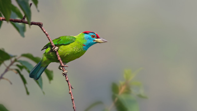 Green bird redhead branch leaves free wallpaper for desktop - medium preview image