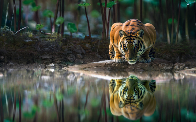 Tiger reflection water forest nature free wallpaper for desktop - medium preview image