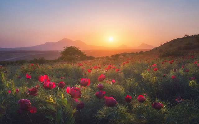 Flower field sunset mountains trees free wallpaper for desktop - medium preview image
