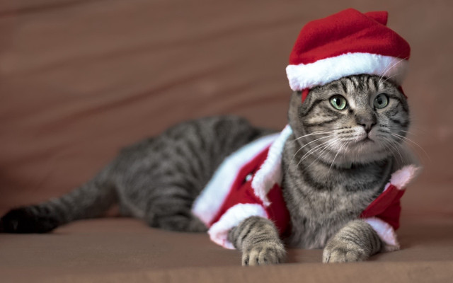 Cat santa hat scarf furry free wallpaper for desktop - medium preview image