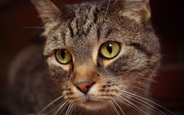 Green eyed cat closeup blurry free wallpaper for desktop - medium preview image
