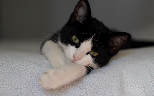 Black cat vanitas glamor pose free wallpaper for desktop - medium preview image