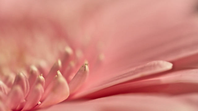 Pink flower macro closeup footwear free wallpaper for desktop - medium preview image