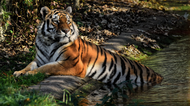 Tiger water stream forest camouflage free wallpaper for desktop - medium preview image