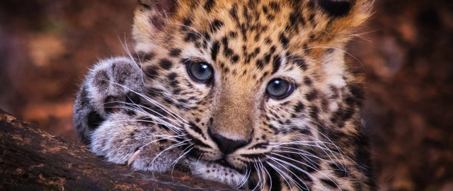 Leopard closeup blue eyes blurry free wallpaper for desktop - medium preview image