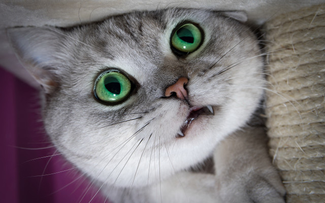 Cat green eyes peeking blanket free wallpaper for desktop - medium preview image