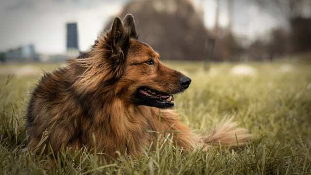 Dog grass building skyline outdoors free wallpaper for desktop - medium preview image