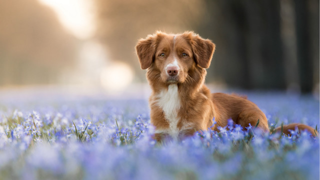 Dog blue flower field blurry free wallpaper for desktop - medium preview image