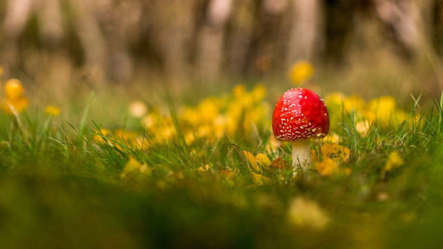 Red mushroom green field yellow free wallpaper for desktop - medium preview image