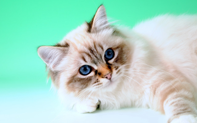 Cat blue eyes laying green free wallpaper for desktop - medium preview image